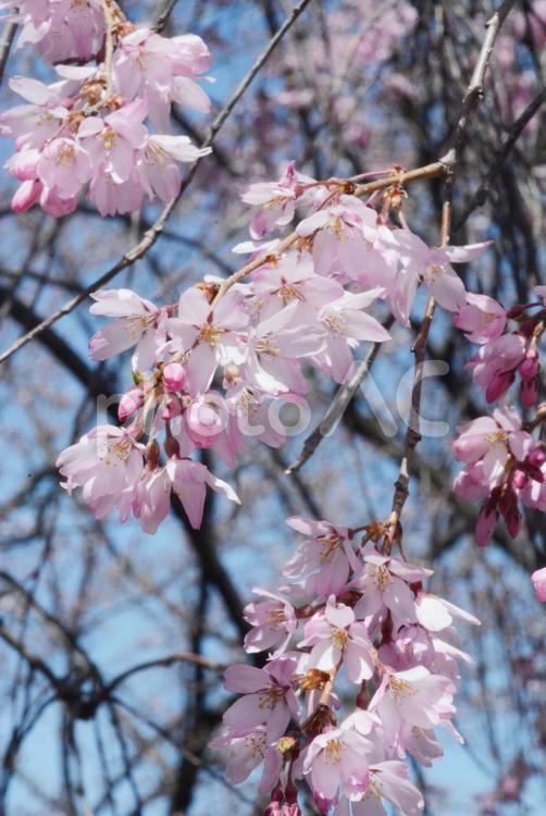 しだれ桜 植物,桜,花びらの写真素材