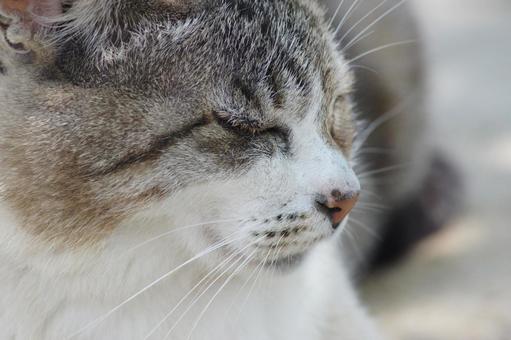 ねこ にゃんこ,可愛い,野良猫の写真素材
