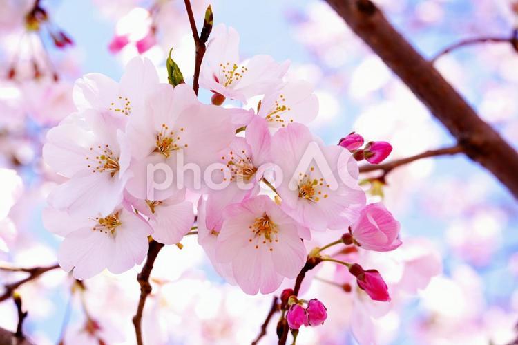 春爛漫、桜の輝き 桜,4月,花の写真素材