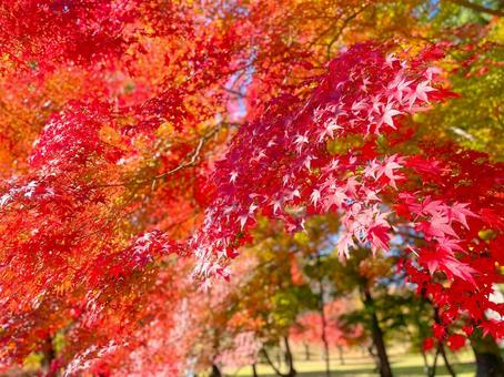 鮮やかに染まる秋 鮮やかに染まる秋 紅葉,秋,もみじの写真素材