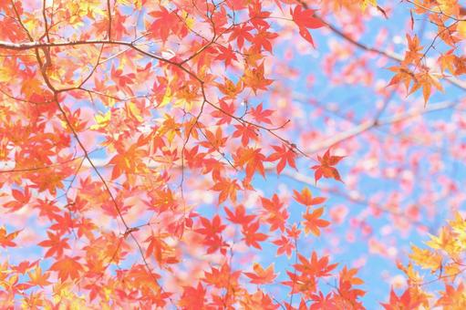 青空に映える紅葉 青空に映える紅葉 紅葉,もみじ狩り,植物の写真素材