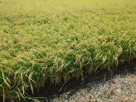 稲 稲,稲穂,稲刈りの写真素材