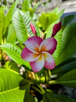 プルメリア 花 プルメリア 花の写真