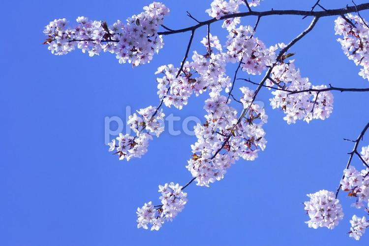 満開のサクラと青空の競演 桜,美しい,さくらの写真素材