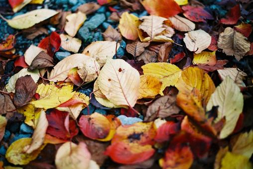 落ち葉の紅葉 秋,いちょう,秋の風景の写真素材