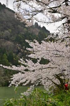 Cherry blossom trees along the Daimon River in Nanto City, Toyama, JPG Cherry blossom trees along the Daimon River in Nanto City, Toyama, JPG