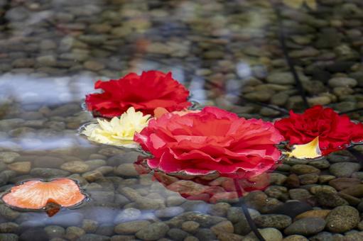 水面 花びら 水面,花びら,花の写真素材