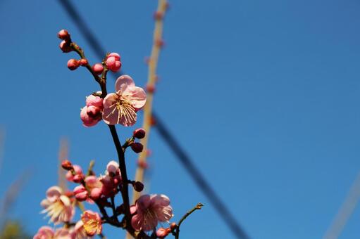 梅の花 梅の花の写真