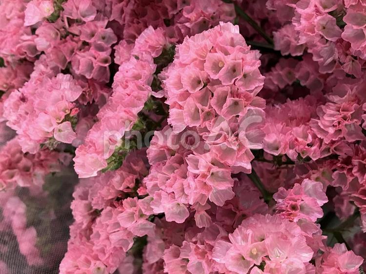 花（スターチス　シニュアータ） 花,アップ,植物の写真素材