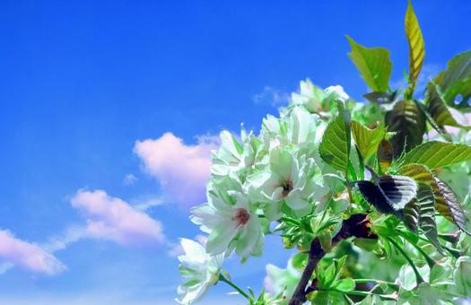 みどりの桜（御衣黄）と青空 みどりの桜,桜,緑色の写真素材