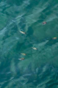 海からのお出迎え 海からのお出迎えの写真