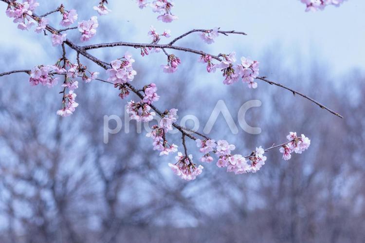 一足早い春を告げる早咲きの桜の花 花,青空,満開の写真素材