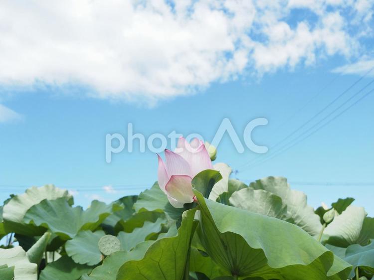 蓮の花 蓮の花,ハス,夏の花の写真素材