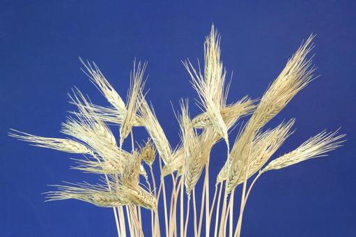 麦の穂完熟 麦の穂完熟の写真