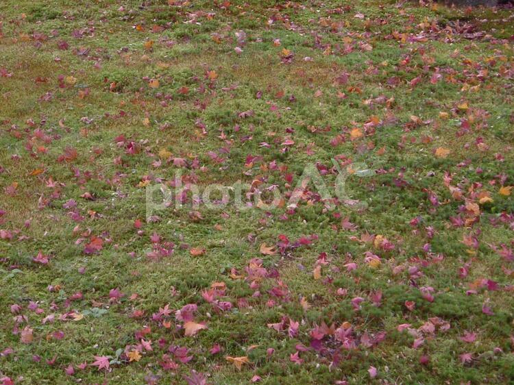 枯葉の絨毯 紅葉,こうよう,秋の写真素材