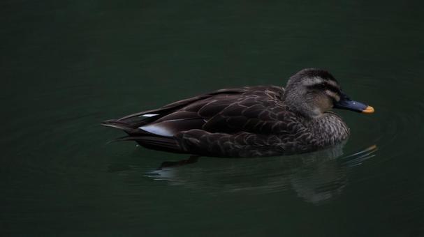 カルガモの写真
