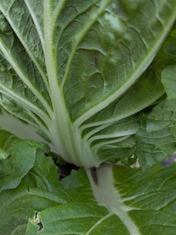 畑の白菜 白菜,野菜,畑の写真素材