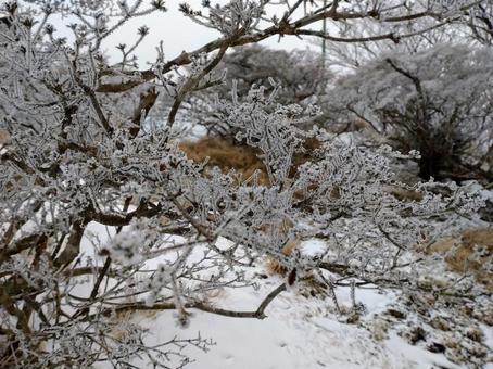 霧氷の景色 霧氷の景色の写真