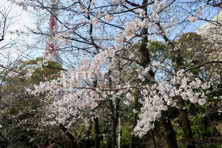 東京タワーと桜 東京タワー,東京,桜の写真素材