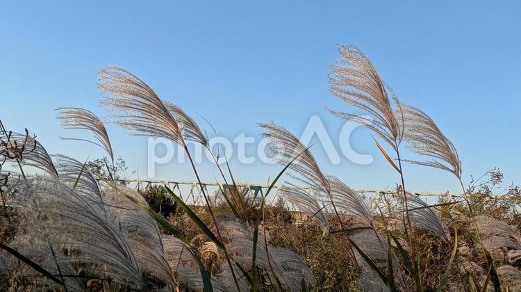 すすき ススキ,草,秋の写真素材