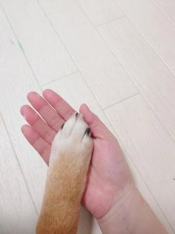 お手 お手 手,ケア,介護の写真素材