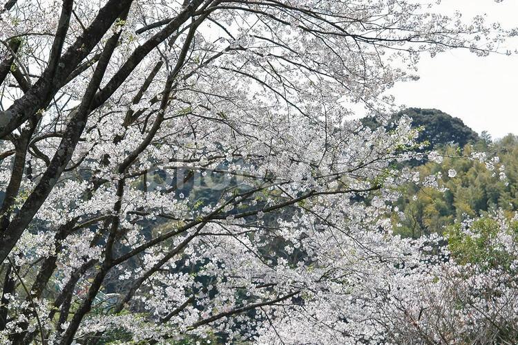 ＜春のイメージ＞桜 桜,花,開花の写真素材