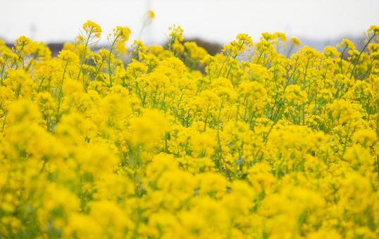 菜の花 菜の花の写真