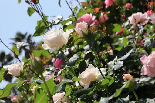 バラ園にて淡い色の薔薇を撮影しました 花,薔薇,自然の写真素材