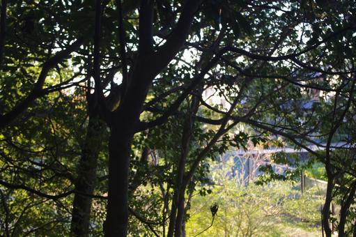 公園の森の道と秋の風景　１ 公園,森,道の写真素材