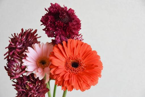 紅華美とガーベラ 紅華美とガーベラ 紅華美,スプレーばら,ガーベラの写真素材