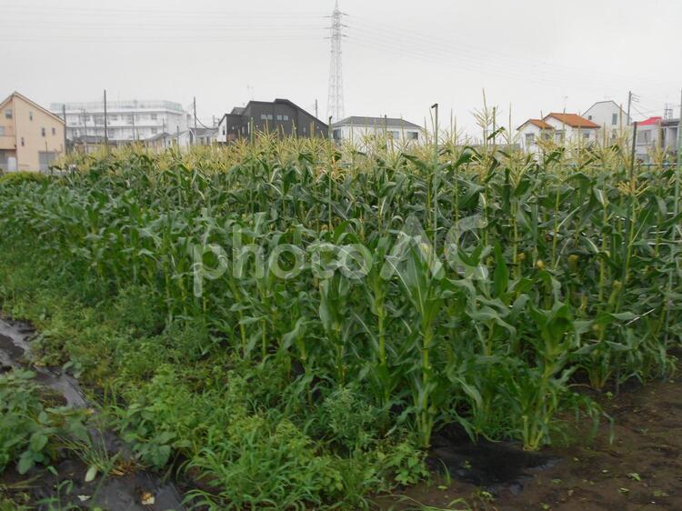 雨上がりのトウモロコシ畑 トウモロコシ,トウモロコシ畑,コーンの写真素材