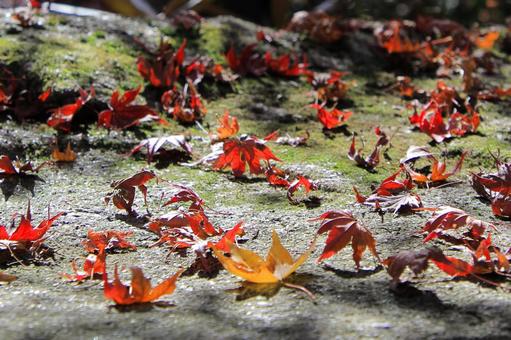 Fallen autumn leaves-3, JPG