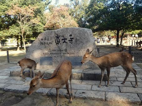 東大寺道標の前にいる鹿たち 鹿,動物,奈良県奈良市の写真素材
