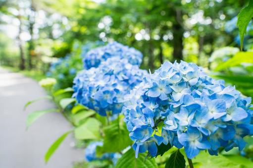 紫陽花 紫陽花の写真
