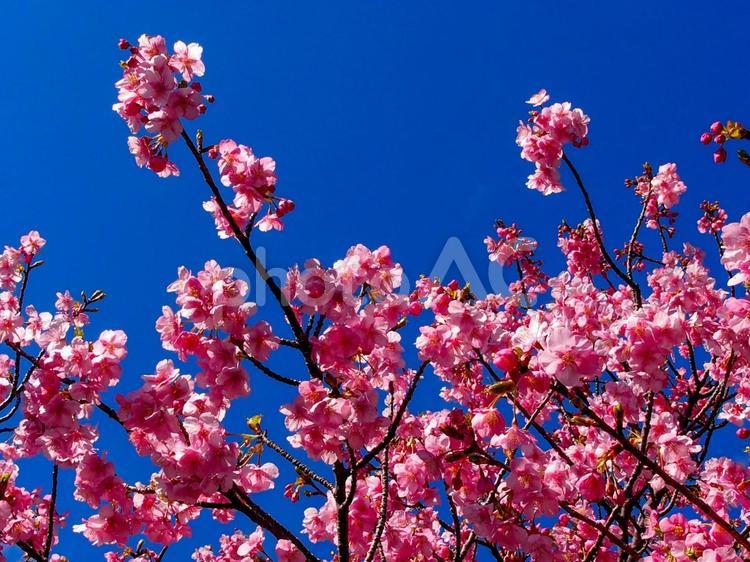 鮮やかな青空と河津桜 河津桜,青空,ピンクの写真素材