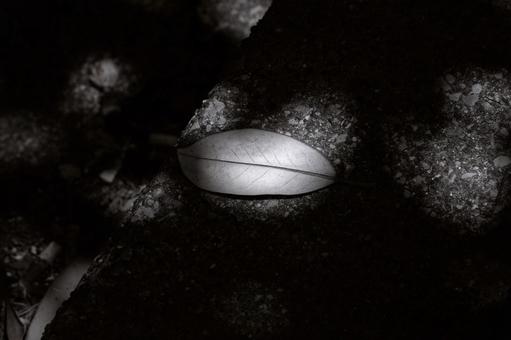 木漏れ日に落葉（白黒） 落葉,枯葉,葉の写真素材