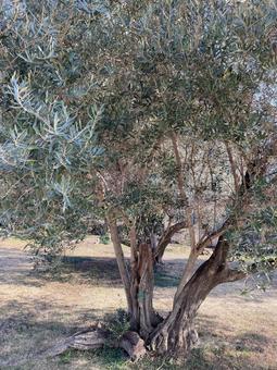 生い茂る木 生い茂る木の写真