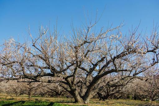 青空に映える満開の白梅 梅,梅の花,白梅の写真素材