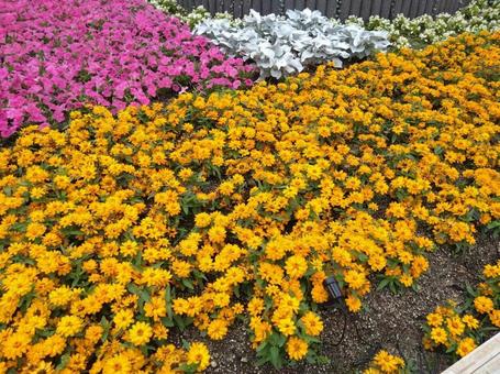 花 花の写真