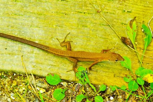 ニホンカナヘビ ニホンカナヘビ ニホンカナヘビ,カナヘビ,トカゲの写真素材