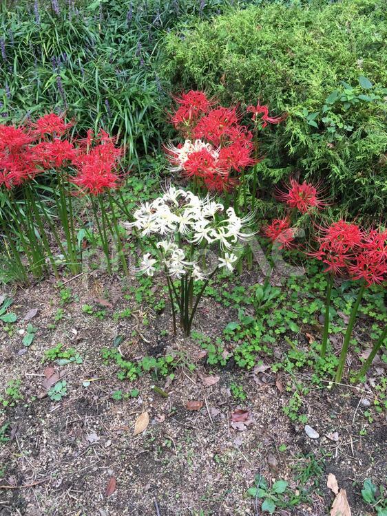 赤と白の彼岸花 彼岸花,ヒガンバナ,赤い彼岸花の写真素材