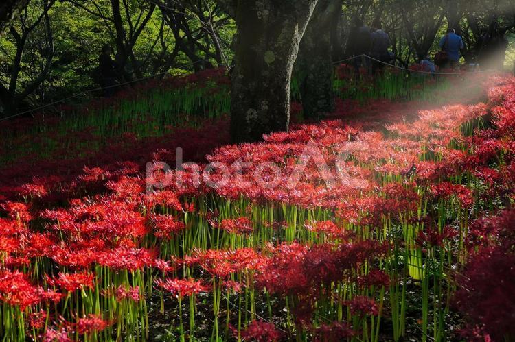 赤い彼岸花の群生 彼岸花,曼殊沙華,花の写真素材