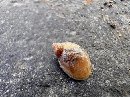 オカモノアラガイ 03 オカモノアラガイ,陸生貝,かたつむりの写真素材