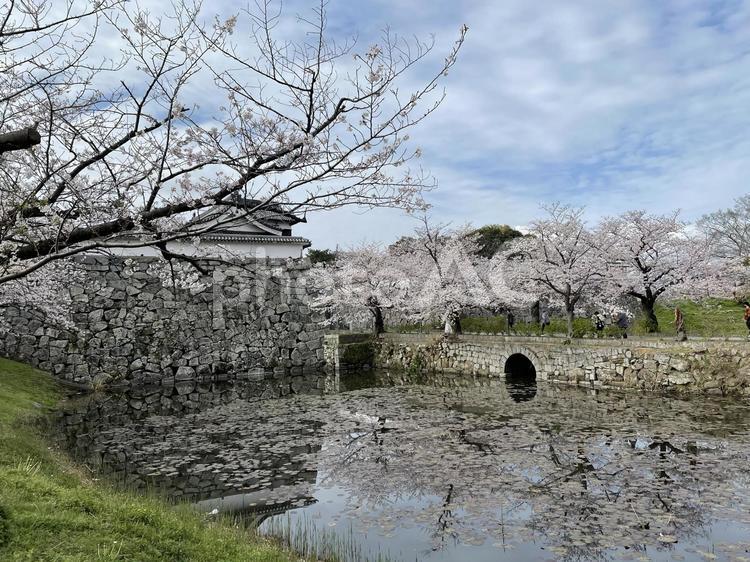 大濠公園の桜③ 桜,大濠公園,福岡の写真素材