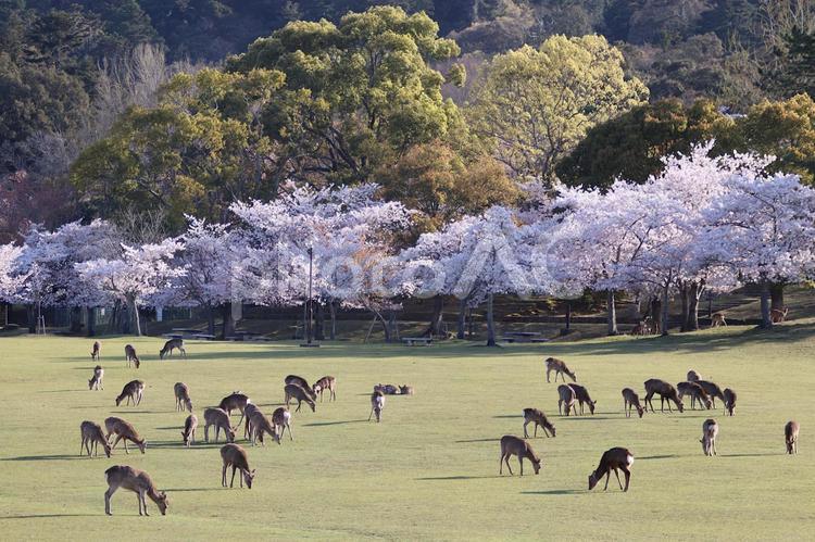 満開桜＆鹿何十頭（奈良公園・春日野） 桜,満開,鹿の写真素材
