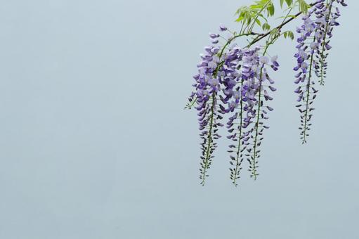 Wisteria flower, JPG Wisteria flower, JPG