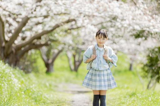 桜並木の下を歩く小学生 桜並木の下を歩く小学生の写真
