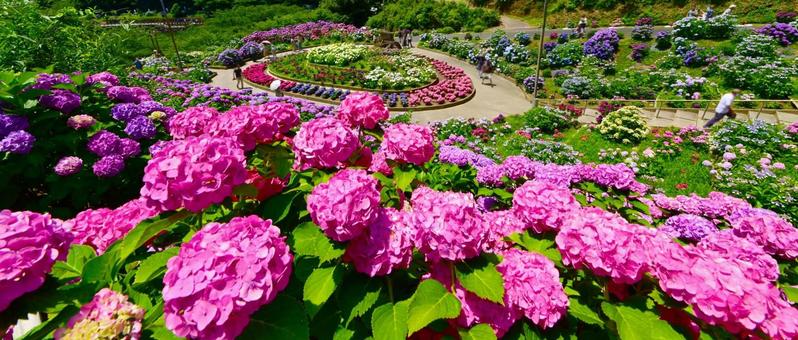 Photo, নীলাবা গোলপি পুষ্পপ্রসু গুল্মবিশেষ, নীলাবা গোলপি পুষ্পপ্রসু গুল্মবিশেষ গ্রামে, নীলাবা গোলপি পুষ্পপ্রসু গুল্মবিশেষ ফেস্টিভাল, 