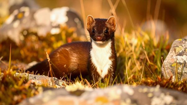 イタチ昼1の写真