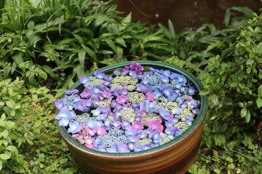 アジサイの花手水のある庭 アジサイの花手水のある庭の写真